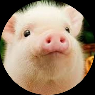 Пешка интернета🐷