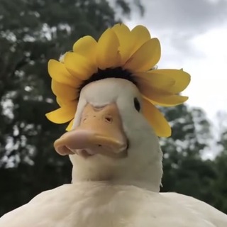 летс гет дакс