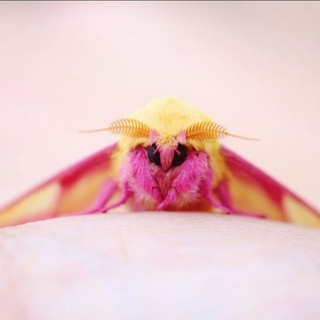 möths🦋🐛🌸✨