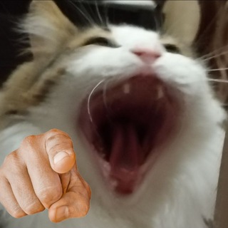 Адопты PeachForeverrr