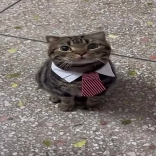 rinchё | [рест‼️]