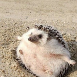 О чем шепчут ёжики 🦔