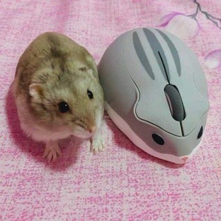 Инфо 𝐹𝑙𝑢𝑓𝑓𝑦 𝐻✶𝑣𝑒𝑛🐇🍓