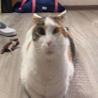 kleop