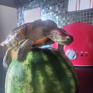 черепаха на арбузе🍉