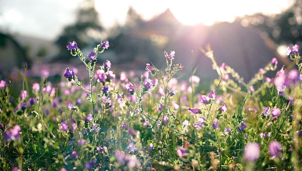Vive le printemps : Cinq œuvres classiques pour célébrer la nouvelle saison !