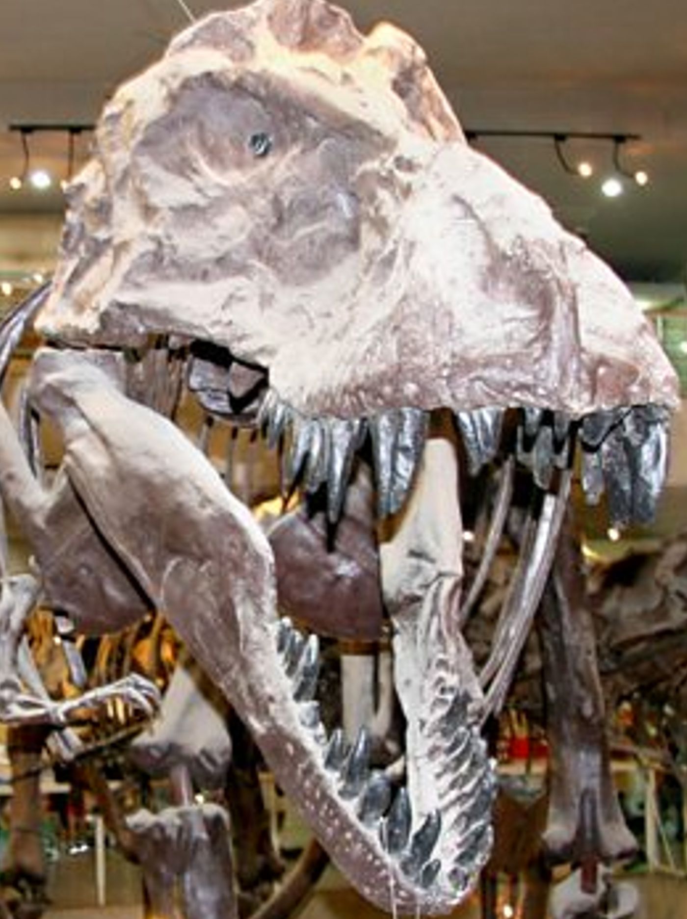 Bbc Fossil Wonderlands Nature's Hidden Treasures 3of3 The Mammal Hothouse